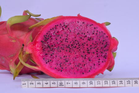 Red dragon fruit farm